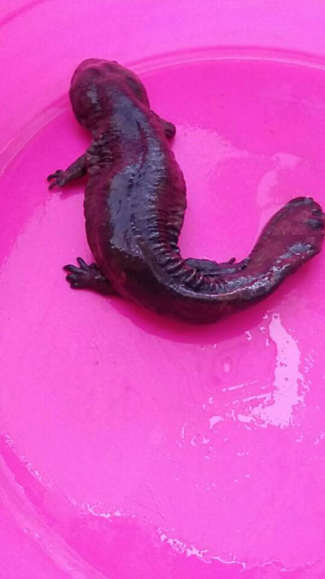 日升娃娃魚